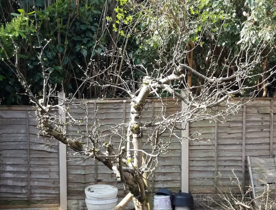 Fruit Tree and Orchard Management