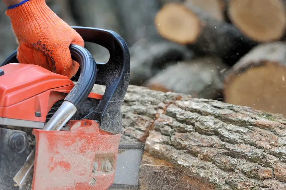 Coppice Restoration and Woodland Management