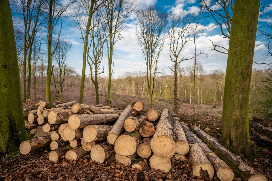 Coppice Restoration and Woodland Management