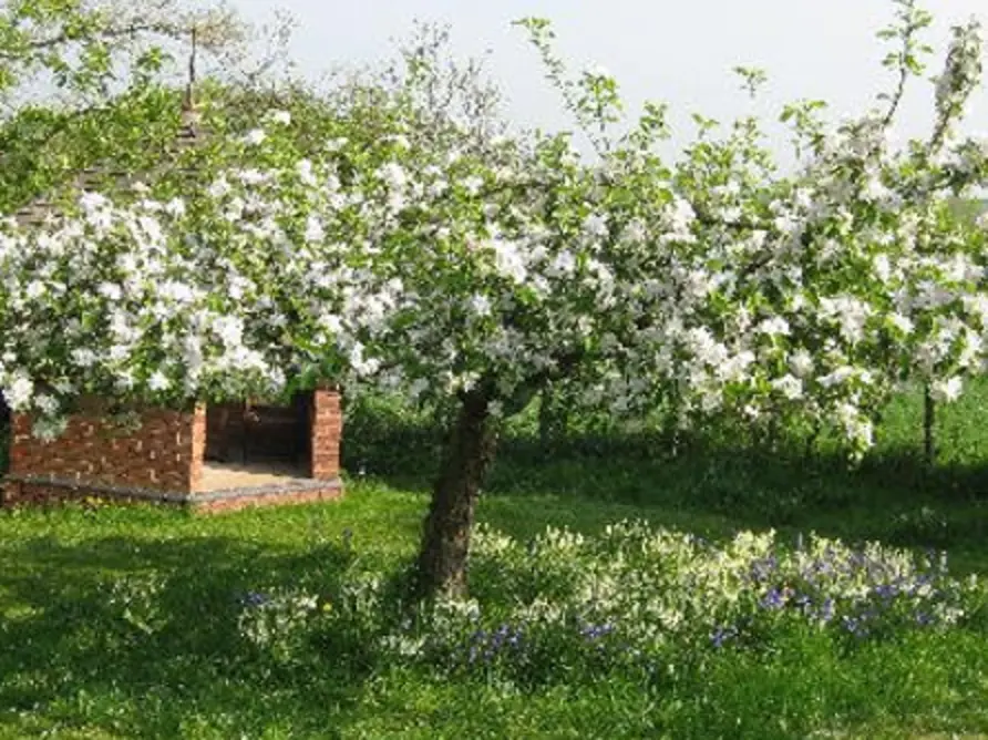 Fruit Tree and Orchard Management